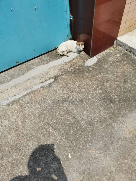 homeless dog in the street