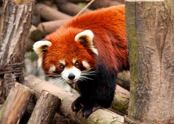 red panda on the tree