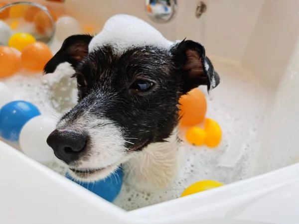 cute dog with soap bubbles in bathroom