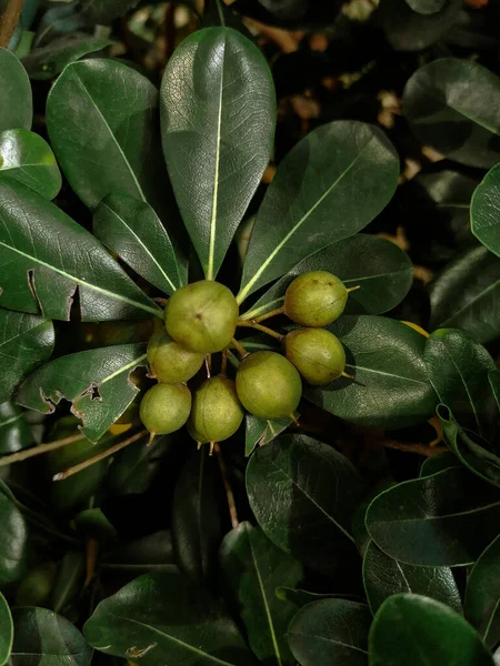 green leaves, flora and foliage