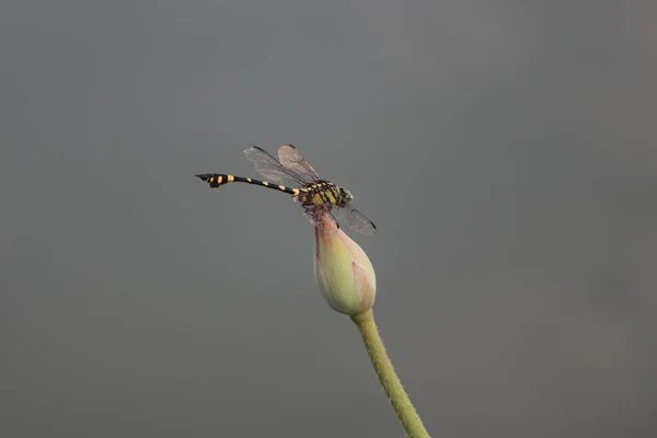 close up of a dragonfly on a flower