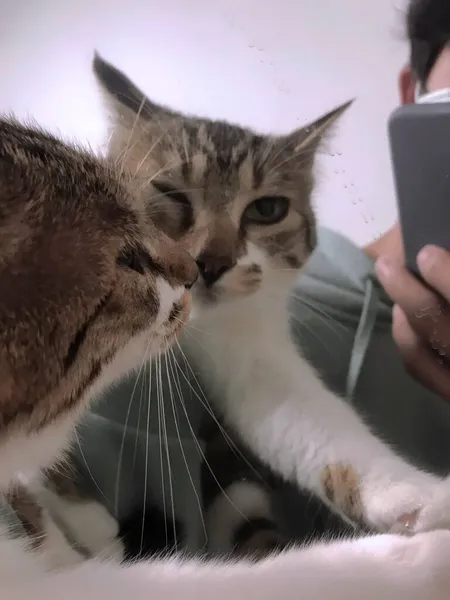 cat with a mobile phone