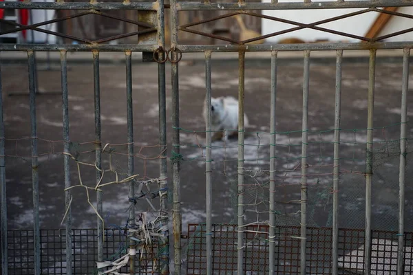 a bird in the cage