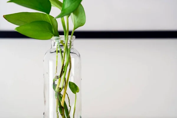 beautiful plant in glass vase on white background