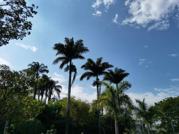 palm trees in the park