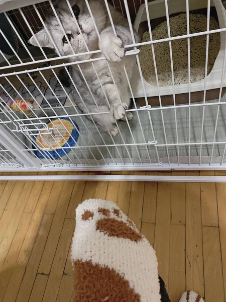 a lot of white and brown cats in a cage