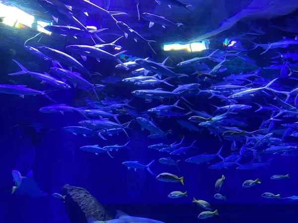 beautiful underwater world of fish in aquarium