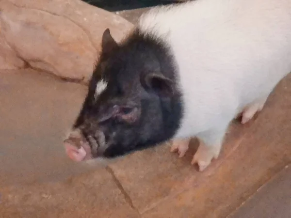 a closeup shot of a cute pig