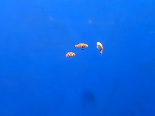 beautiful sea fish in the water