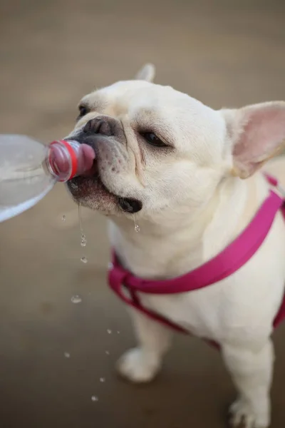 dog drinking water from a cup of coffee