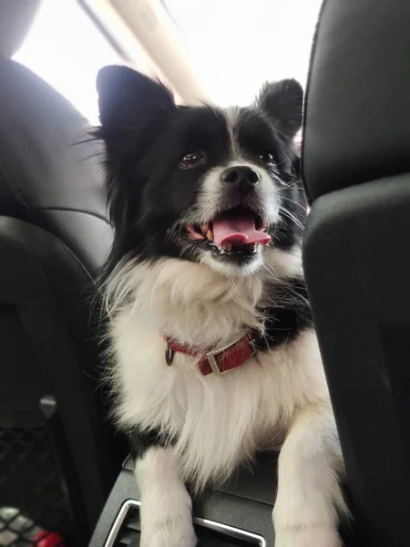 dog sitting on the car seat