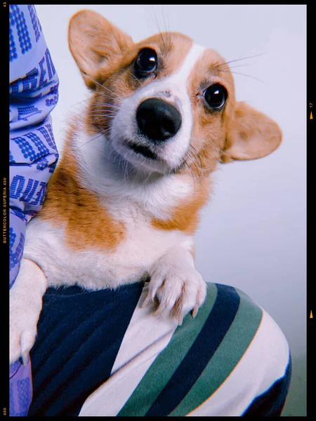 chihuahua dog with a white background