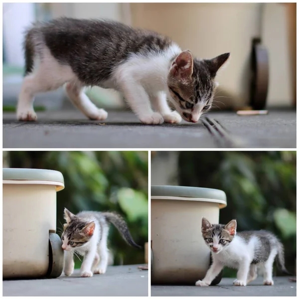 cute little kitten in the garden