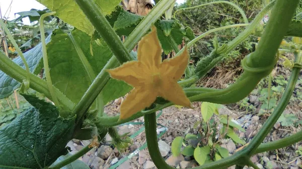 green zucchini growing in the garden