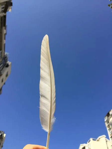 feather on blue sky background