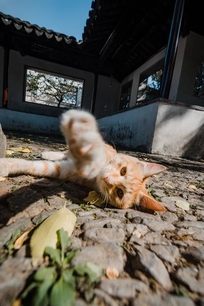 a cat is eating a food in the zoo