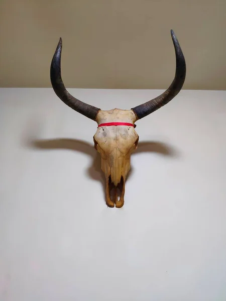 bull with horns and a white background