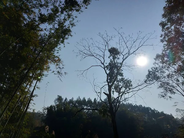 trees in forest, environment foliage and nature