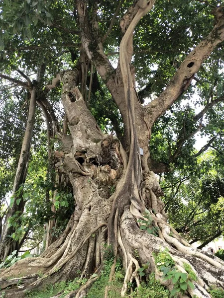 tree roots in the forest