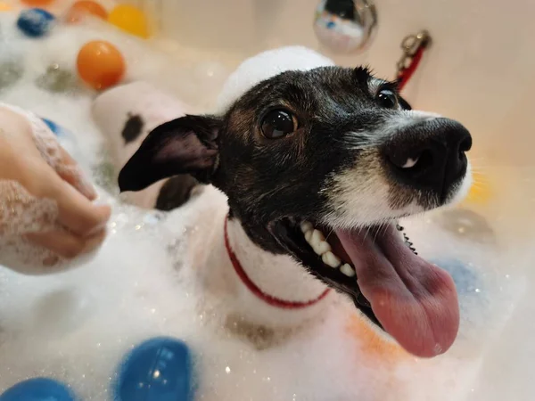 dog washing the bath with soap bubbles
