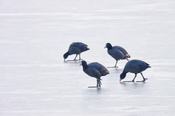 a bird in the snow