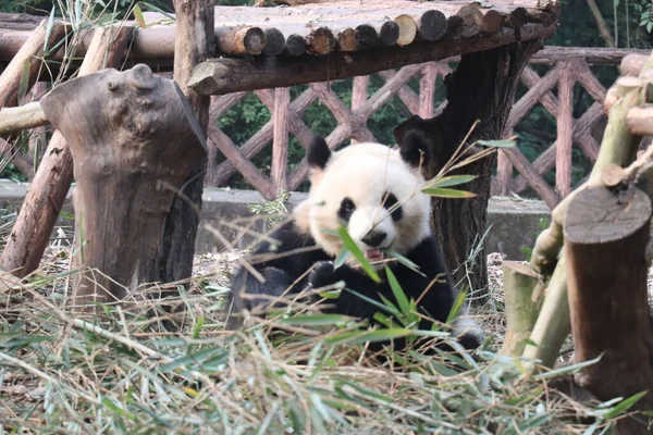 cute panda in the zoo