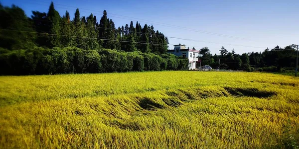 beautiful landscape with a tree and a field of trees