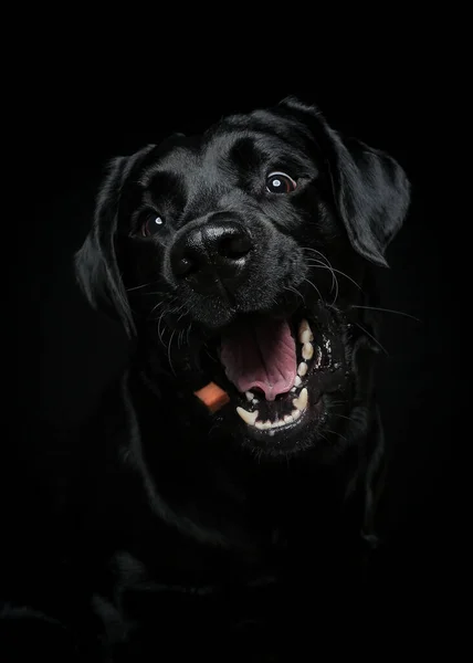 black labrador retriever dog portrait, studio shot