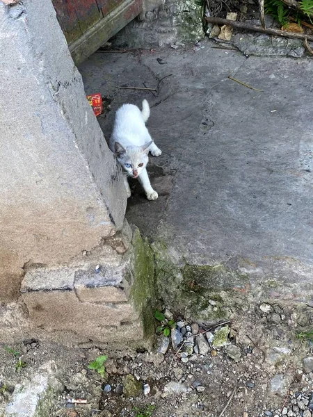 cat eating a dog