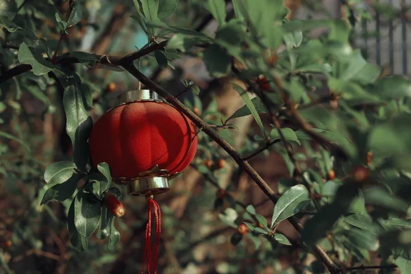 red bell pepper hanging on a tree branch