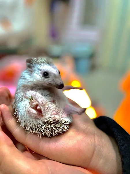 a closeup of a hand holding a small hedgehog