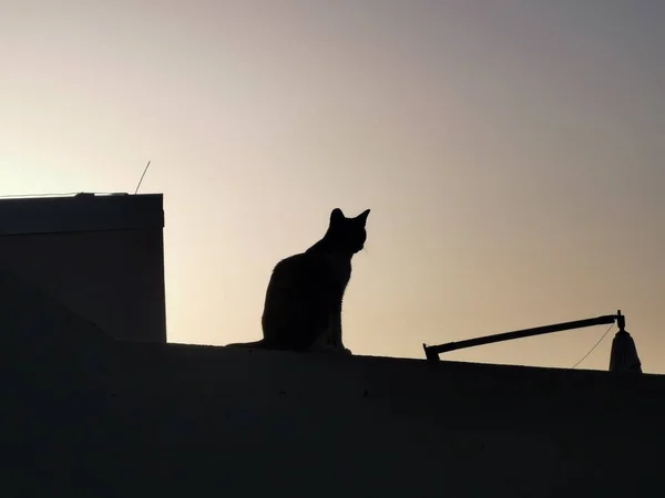 silhouette of a cat on the roof of the house