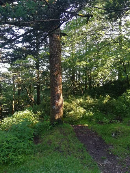 nature environment foliage and trees in forest