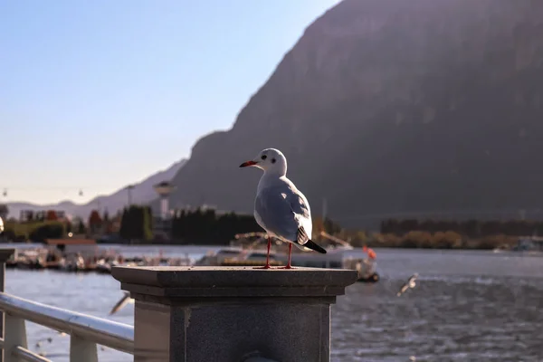 seagull on the pier in the city of trieste