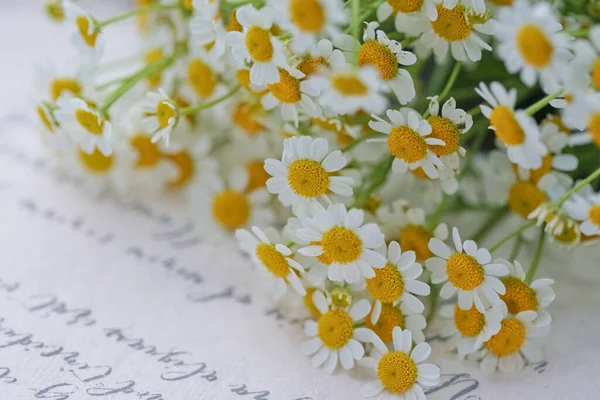 bouquet of daisies on a white background