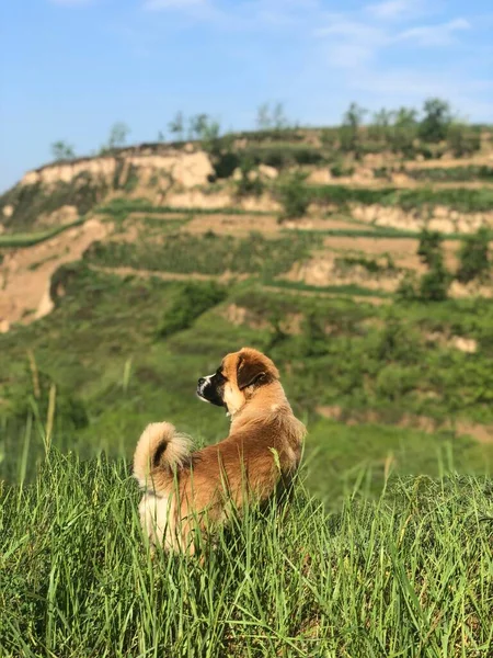 dog in the mountains