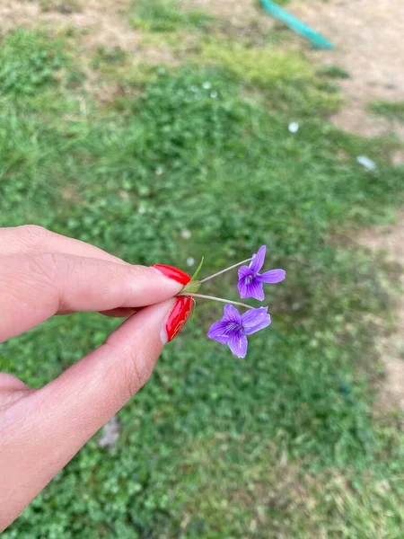 hand holding a flower in the garden
