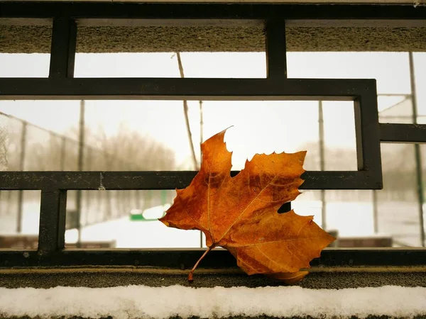 autumn leaves on the window