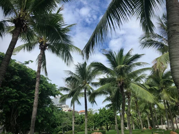 palm trees in the park