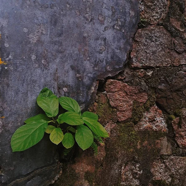 green leaves on a stone wall
