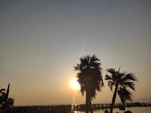 palm tree at sunset, palms, hawaii