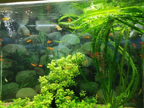 beautiful tropical aquarium with fish in the garden