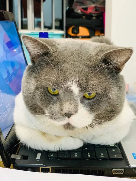 cat with a laptop