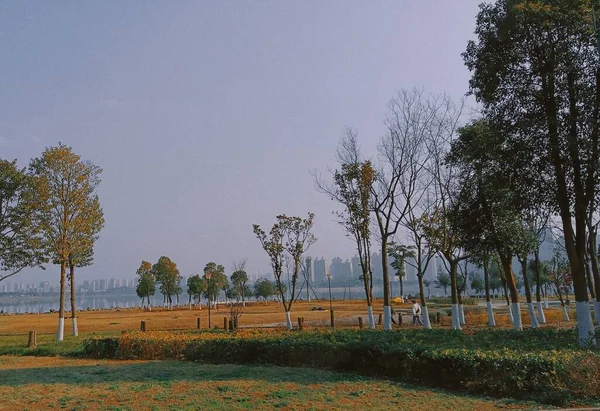 beautiful landscape with trees and a tree