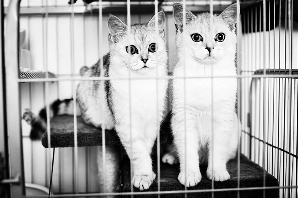 black and white cat in the cage