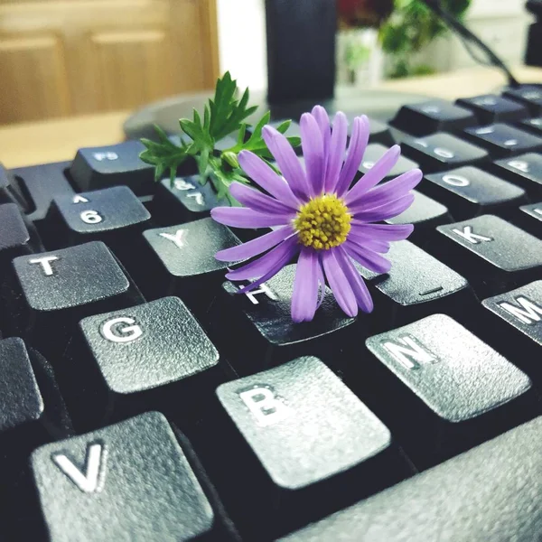 laptop with flower on the keyboard