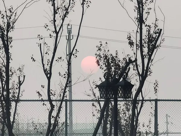 silhouette of a tree on the background of the fence