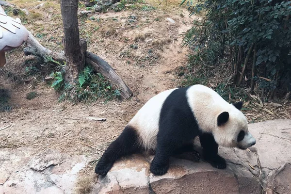 cute panda on the tree