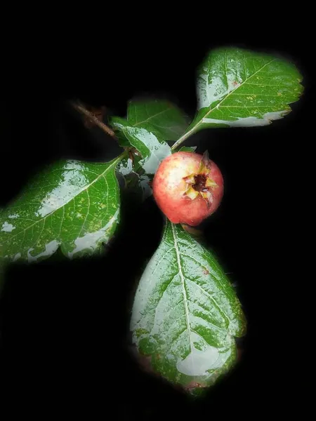 green apple on a black background
