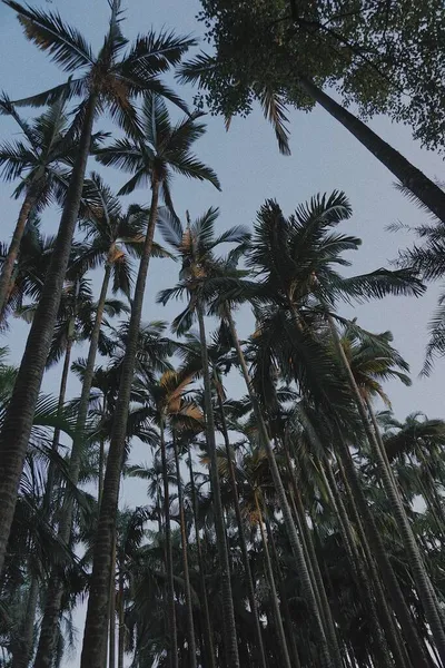 palm trees in the forest